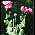 鴉片罌粟花 Opium Poppy