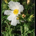 白刺罌粟花(White Prickly Poppy)