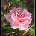 01B. 玫瑰 Rose - 2