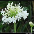 Lily of the Nile 百子蓮、愛情花
