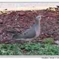 Mourning Dove 哀鴿