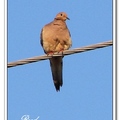 Mourning Dove 棕斑鳩