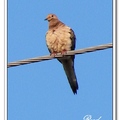 Mourning Dove 棕斑鳩