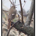 Daurian Redstart 黃尾鴝(雌鳥)