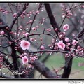 Prunus Mume 紅梅