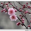 Prunus Mume 紅梅