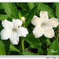 翠蘆莉 Mexican Petunia