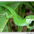 Green Anole 安樂蜥、綠變色蜥
