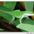 Green Anole Lizard 蜥蜴