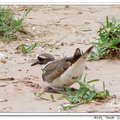 Little Ringed Plover 小環頸鴴