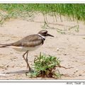 Little Ringed Plover 小環頸鴴