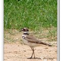 Little Ringed Plover 小環頸鴴