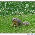 The Fox Squirrels  松鼠