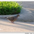 Mourning Dove 哀鴿