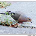 Mourning Dove 哀鴿