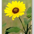 Sunflower 向日葵
