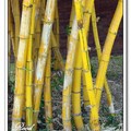 Golden Hawaiian or Painted Bamboo