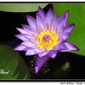 Water Lily 睡蓮