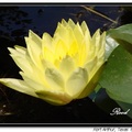 Water Lily 睡蓮