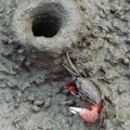 紅色螯足,加背甲上黑白網狀花紋,是「弧邊招潮蟹」。
退潮時挖土來修築洞口的煙囪構造；而漲潮時會挖土封閉洞口。
雄蟹會將大螯略微打開並上下擺動揮舞示威，小螯用來進食。 
河口濕地、魚塭潮溝、紅樹林底層、泥灘地皆有其蹤跡。 

紅樹林公園 2006/11/11

