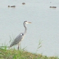 Grey Heron 蒼鷺
