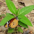 展翅 5~6.5cm，以橘紅色為底色，翅膀末端有黑色及白色斑紋，顏色鮮艷； 
幼蟲以馬利筋為食草，由於馬利筋含有強心甘毒素，幼蟲吃食後會累積在體內 並到成蟲體內仍含有。 
幼蟲、成蟲都有明顯體色，是警戒色典型教材。 

關渡自然公園 2006/11/11
