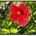 Hibiscus 朱槿(扶桑)