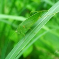 牠的翅膀像葉子,也叫作leaf-grasshopper
前腳的脛節有聽器
石碇 2006/11/16