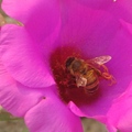 蜜 蜂 Honey bee