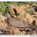 Spoted Dove 珠頸斑鳩