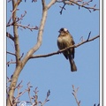 Chinese Bulbul 白頭翁