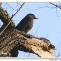 Brown-headed Cowbird 棕頭牛鸝