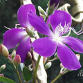 巴西野牡丹 Spanish shawl、Trailing Tibouchina