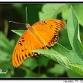 Gulf Fritillary 海灣豹紋蝶