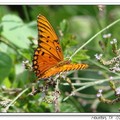 Gulf Fritillary 海灣豹紋蝶