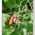 Gulf Fritillary 海灣豹紋蝶