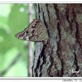 Hackberry Emperor ?