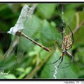 Golden Argiope, Golden Orb Weaver, Golden Garden Spider 金蜈蚣蜘蛛(雌)～腹面