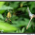 Golden Argiope, Golden Orb Weaver, Golden Garden Spider 金蜈蚣蜘蛛(雌)～正面