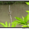 Golden Argiope, Golden Orb Weaver, Golden Garden Spider 金蜈蚣蜘蛛(雄)