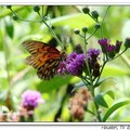 Gulf Fritillary 海灣豹紋蝶