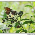 Gulf Fritillary 海灣豹紋蝶