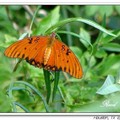 Gulf Fritillary 海灣豹紋蝶