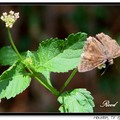 Meridian Duskywing 經絡褐梇蝶