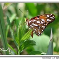 Gulf Fritillary 海灣豹紋蝶