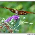 Gulf Fritillary 海灣豹紋蝶