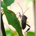 Leaffooted Bug 緣椿象