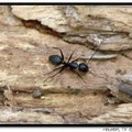 Carpenter Ant 木(竹)蟻