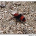 Velvet Ant 蟻蜂