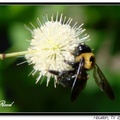 Carpenter Bee 木椽蜂(竹蜂)